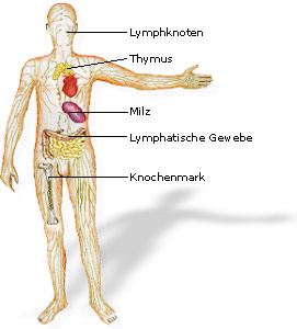 Die lymphatischen Organe