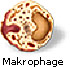 Makrophage